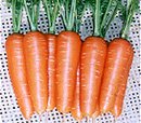 Carrot seeds-Aikou  Made in Korea